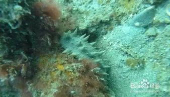 海参的生长环境：探索海洋深处的神秘王国